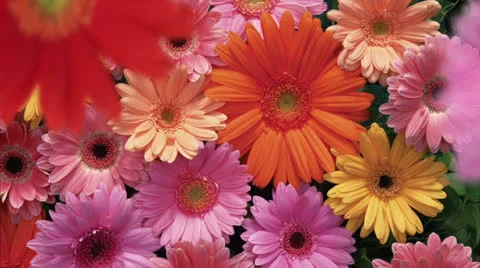 Falling gerbera Stock Footage 23115859