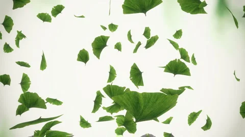 Falling ginko leaves - loopable Stock Footage