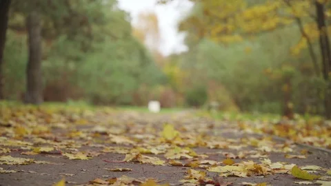 Falling gold maple tree leaves on walking path in autumn city forest park Stock Footage 81801179