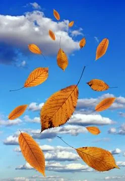 Falling golden cherry leaves over blue sky Stock Illustration