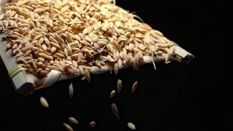 Falling grain cereal Stock-Footage 234117113