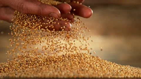 Falling of grain millet Vídeos de archivo 211821698