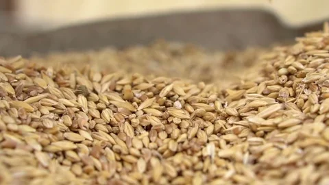 Falling grains of barley. Slow motion Stock Footage 80059598