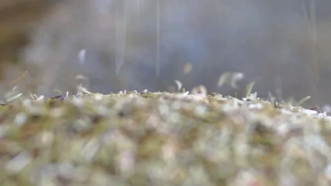 Falling grains, slow motion Video stock 146952326