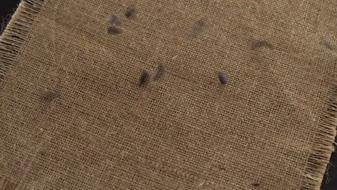Falling grains of sunflower seeds. Stock Footage 70158486