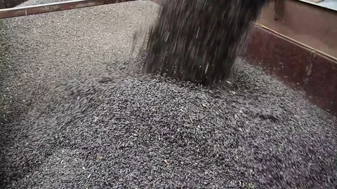 Falling grains of sunflower seeds 스톡 동영상 80437472