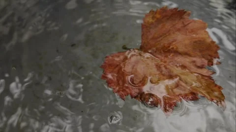 Falling Grape Leaf In Water, Autumn Season Stock Footage 324620518