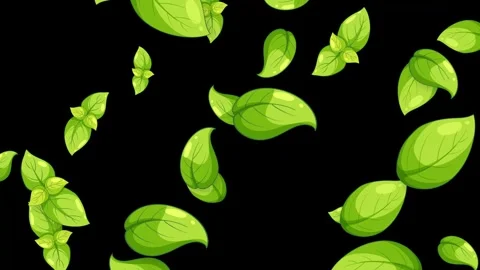 Falling Green Basil Leaves Animation on Isolated Black Background Stock Footage 343819081