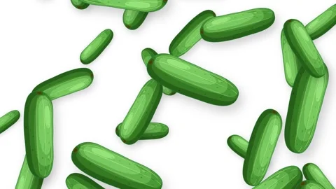 Falling Green Cucumber Vegetables Animation on White Background Stock Footage 342316072