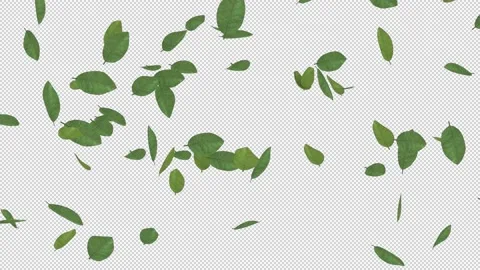 Falling Green Leaves - Alpha Channel - Loop Stock Footage 149758804