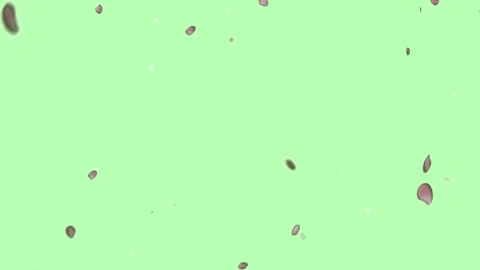 Falling Green Leaves and Tiny Foliage Animation on Green Screen Chroma Key Stock Footage 336662528