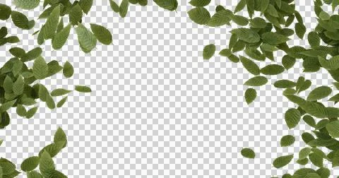 Falling green leaves frame isolated background nature overlay Stockfoto's