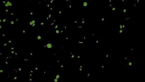 Falling green leaves isolated with an alpha channel Stock Footage 255658989