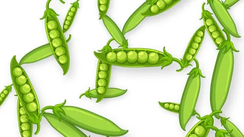 Falling Green Pea Pods Animation on White Background Stock Footage 343471842