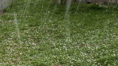 Falling hail on grass in spring garden Stock Footage 126827748