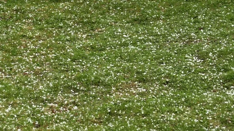 Falling hail on grass in spring garden Stock Footage 126828927