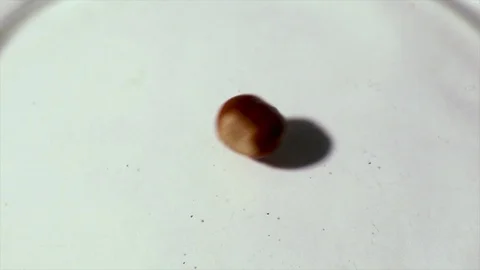 Falling hazelnuts into a transparent plate Vídeo Stock 111375727