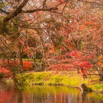Falling in JAPAN Stockfoto's