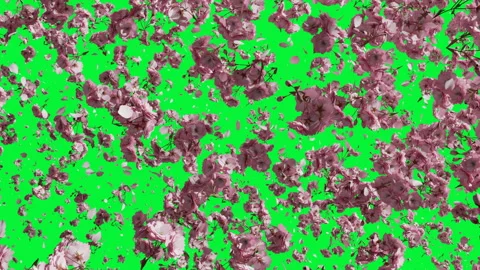 Falling japanese cherry leaves in fast and slow speed. Green Screen 動画素材 271148282