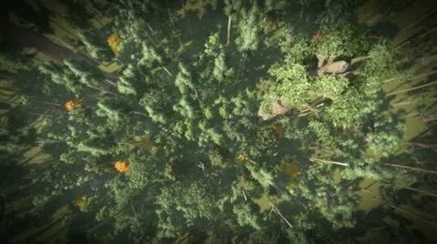 Falling in jungle Video stock 11967636