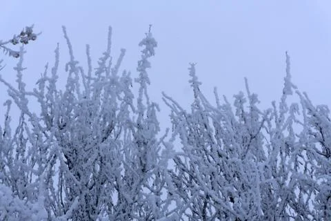 The falling large snow in the branches of trees covered with a layer of fluff Stock Photos