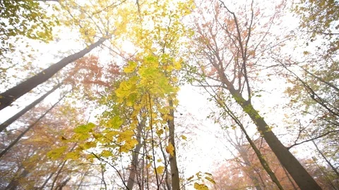 Falling lead from sky low angle slowmotion autumn Stock Footage 98129793
