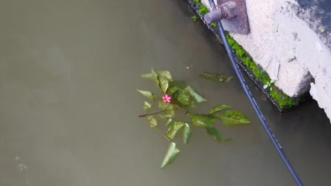 Falling Leaf And Flow Along The Stream At River In Bangkok, Thailand Stock Footage 262977813