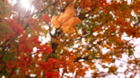 Falling leaf in autumn Stock Footage 55874800