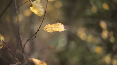 Falling of leaf Stock Footage 59222058