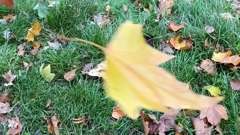 Falling leaf Stock-Footage 119207348