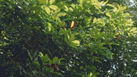 Falling Leaf Forest Background 240fps Stock Footage 106089901