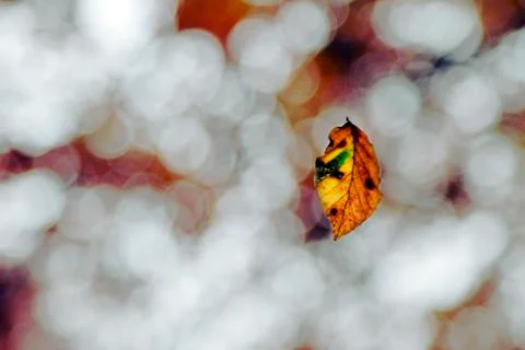 Falling leaf Stock Photos
