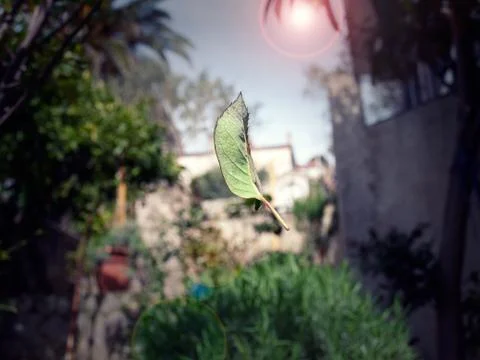 Falling leaf Stock Photos