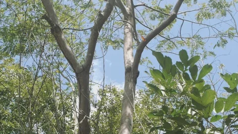 Falling Leaf Sky Background 240fps Stock Footage 106088022