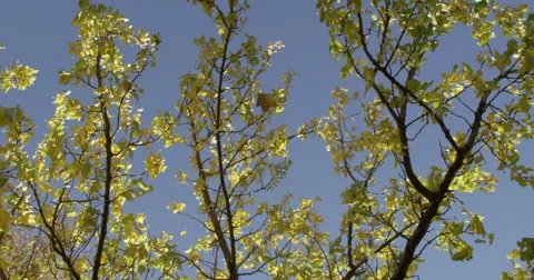 Falling Leaf in Slow Motion 4K Stock-Footage 43128880