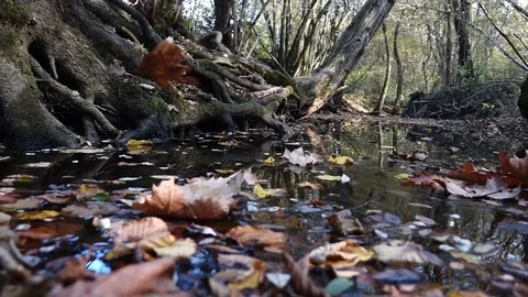 Falling leaf in slow motion autumn Stock Footage 81964475