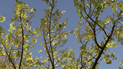 Falling Leaf in Slow Motion Stock Footage 43128058