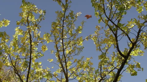 Falling Leaf in Slow Motion Stock Footage 43128085