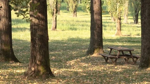 Falling Leaf in a summer park Vidéo 93692093