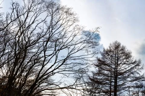 Falling leaf tree with winter sky Stock Photos