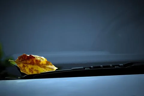 Falling. Leaf on the windshield of the car while. Fall. End of summer. Septem Stock Photos