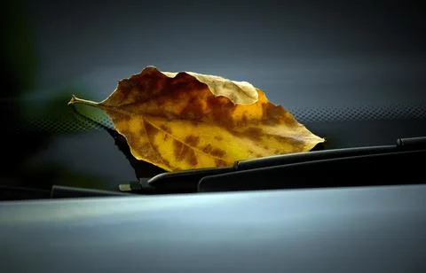 Falling. Leaf on the windshield of the car while. Fall. End of summer. Septem Stock Photos
