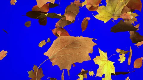 Falling Leafs with Chroma Key Stock Footage 38485103