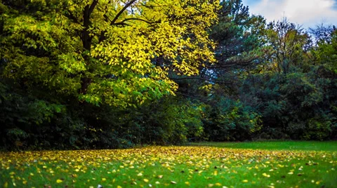 Falling leafs from Tree Stock Footage 31069058
