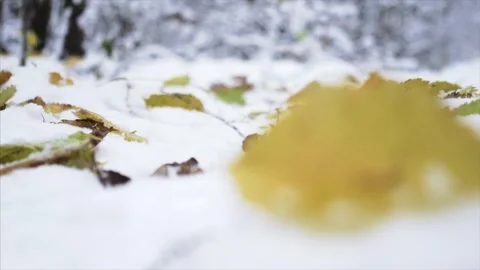 Falling leave winter snow melt focus white vibe Video stock 334658615