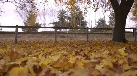 Falling leaves 01 by dwking Video stock 12490874