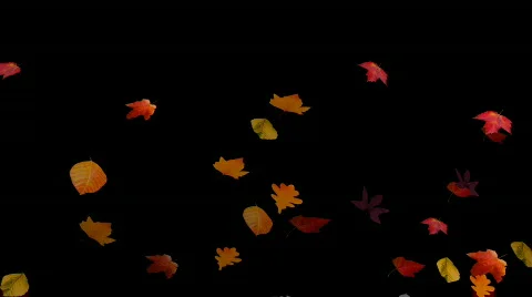 Falling Leaves 01 Stock Footage 515884