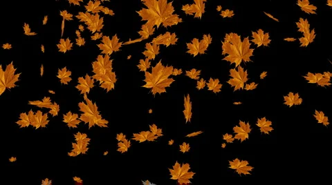 Falling Leaves 01 Stock Footage 924012