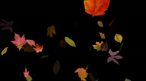 Falling Leaves 03 Stock Footage 518783
