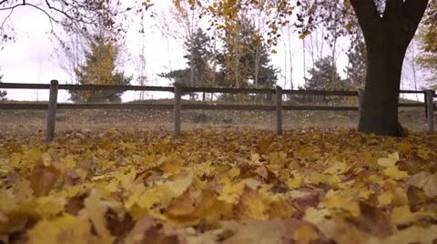 Falling leaves 04 by dwking Stock-Footage 12491769